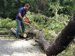 Trusted Magnet Cove, AR Tree Services Experts